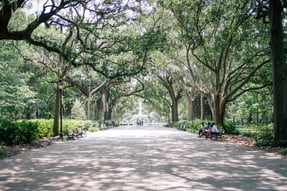 savannah